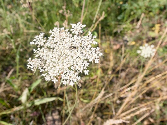 How do I control Carrot Weed?
